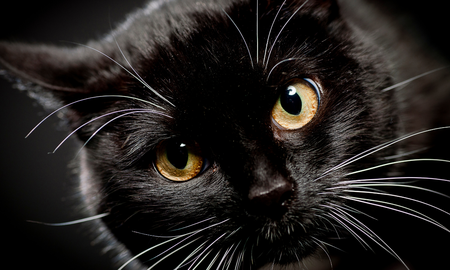 Los gatos negros estuvieron relacionados, por mucho tiempo, con la mala suerte. Los gatos negros estuvieron relacionados, por mucho tiempo, con la mala suerte.