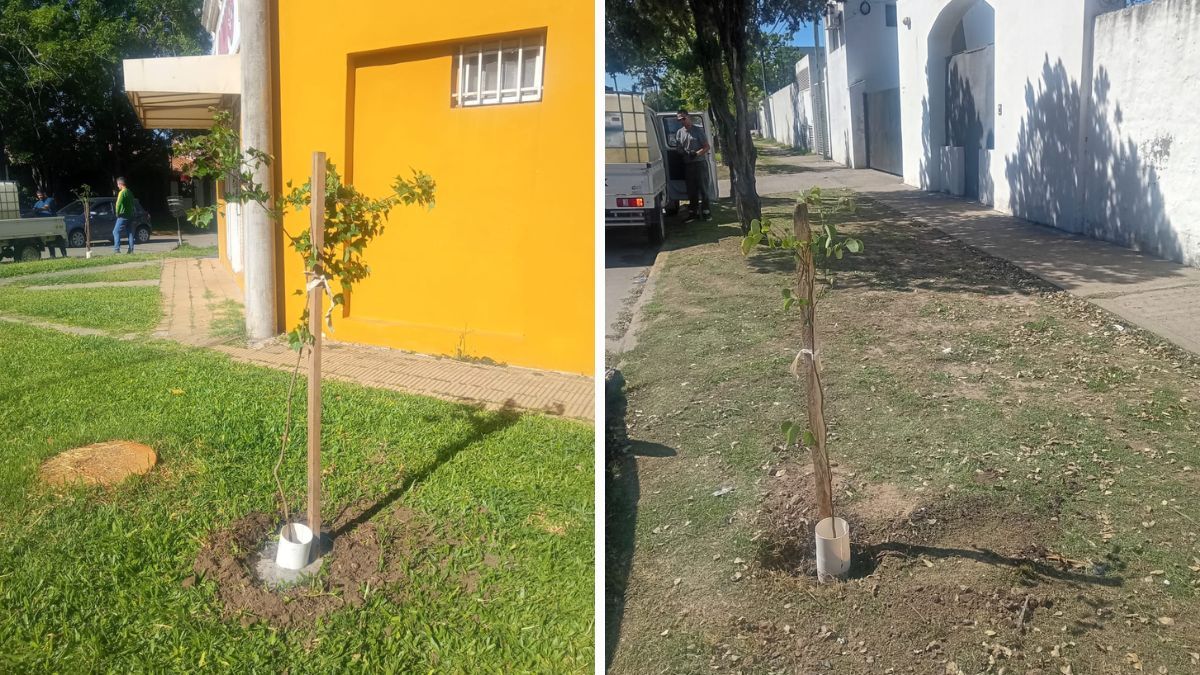 El plan de Forestación tiene como objetivo plantar un total de 20.000 árboles. El plan de Forestación tiene como objetivo plantar un total de 20.000 árboles.