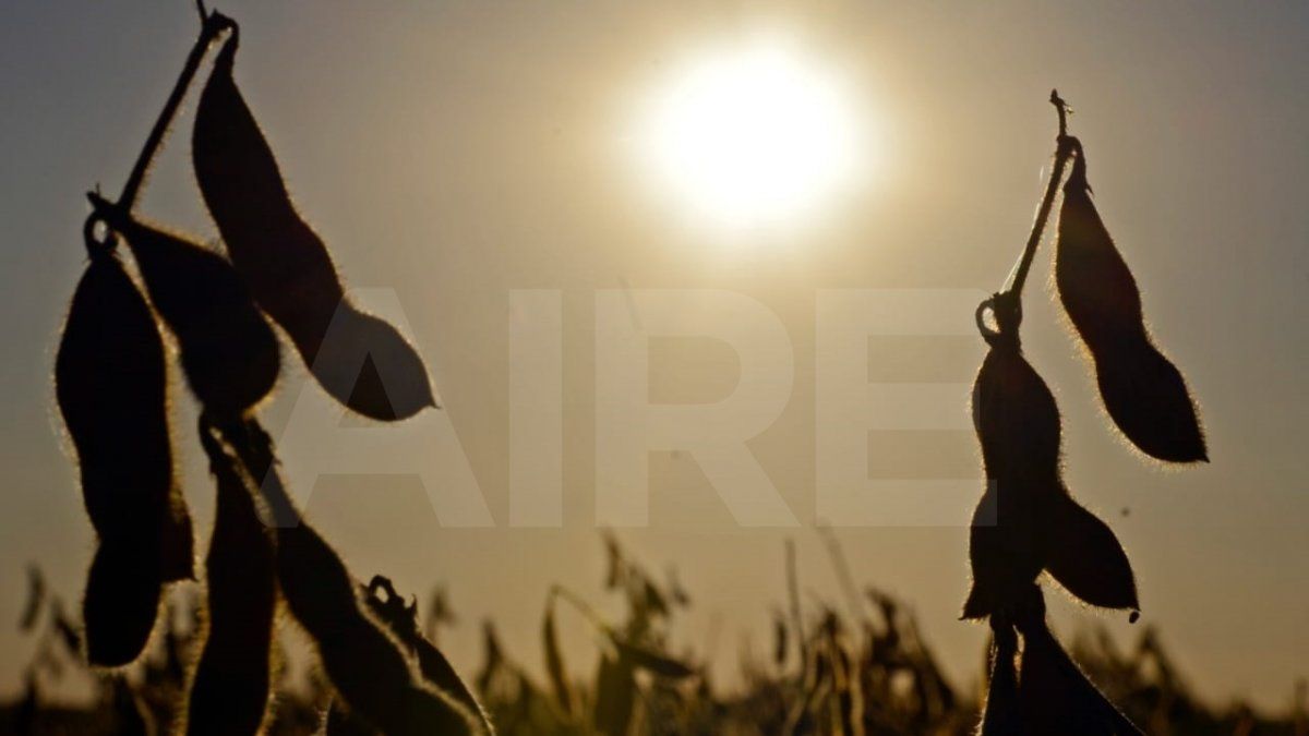 El Gobierno analiza un aumento de las retenciones.