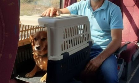 El Gobierno habilitó el traslado de mascotas en micros y trenes de larga distancia. El Gobierno habilitó el traslado de mascotas en micros y trenes de larga distancia.