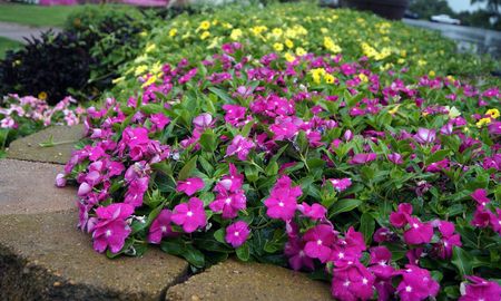 Flores que desafían el calor: cinco especies que florecen desde noviembre hasta marzo y llenan el jardín de color. Flores que desafían el calor: cinco especies que florecen desde noviembre hasta marzo y llenan el jardín de color.