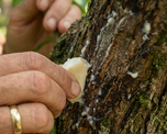 El ajo actúa como un repelente natural que ayuda a proteger el limonero de insectos y plagas. El ajo actúa como un repelente natural que ayuda a proteger el limonero de insectos y plagas.