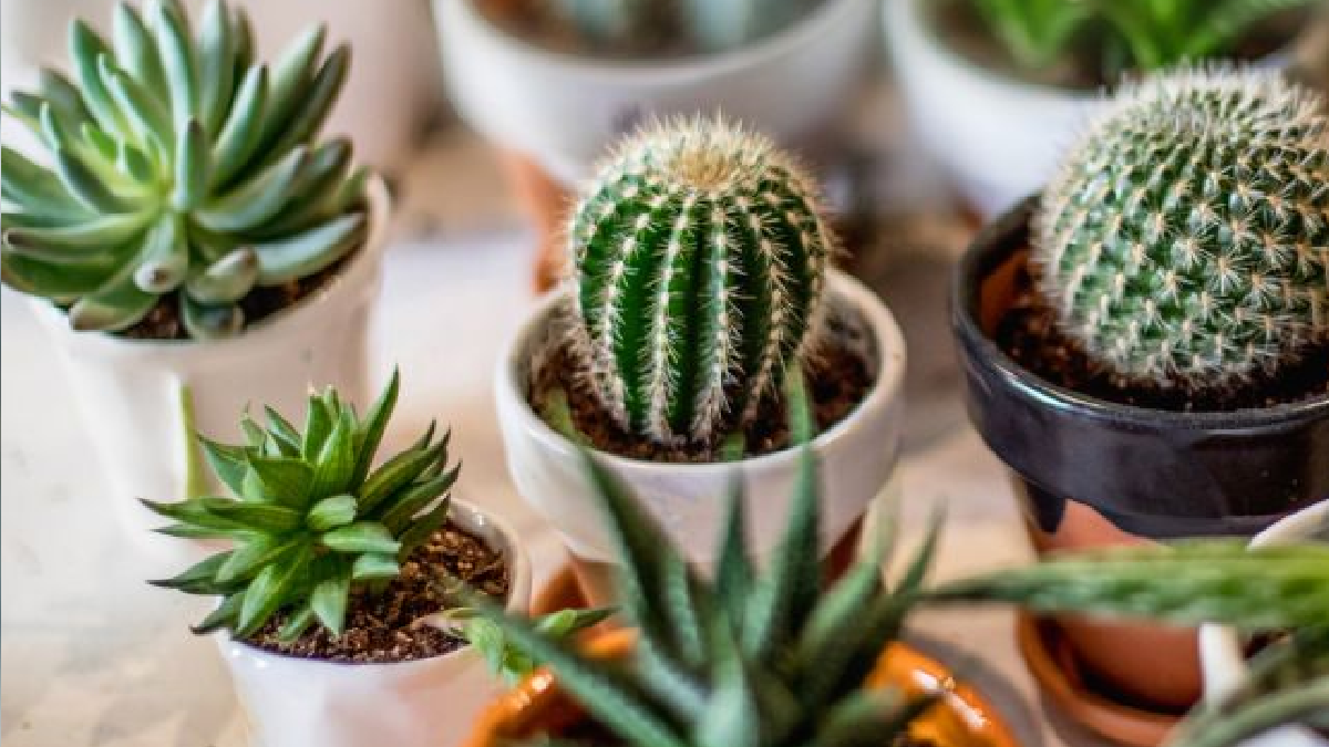 Los 3 cactus sin espinas ideales para decorar tu hogar - LA NACION