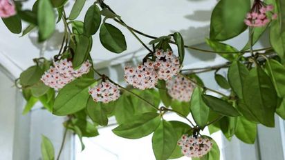 Cómo hacer para que el potus dé flores aunque esté en interior: en qué casos es posible