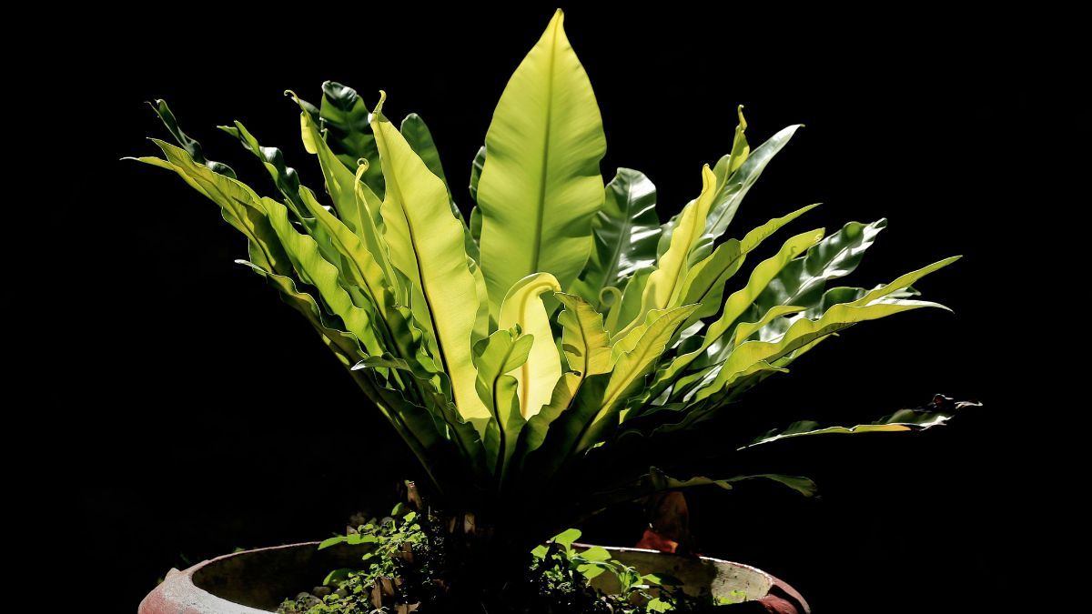 Sus hojas grandes y brillantes convierten a esta planta en una de las favoritas para decorar baños. Sus hojas grandes y brillantes convierten a esta planta en una de las favoritas para decorar baños.