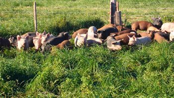 cerdo a pasto: una produccion que vuelve para crear valor