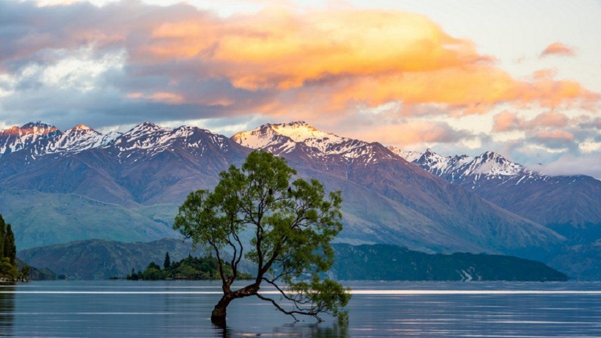 Fotos: con una motosierra taló el árbol de Wanaka, patrimonio de la humanidad