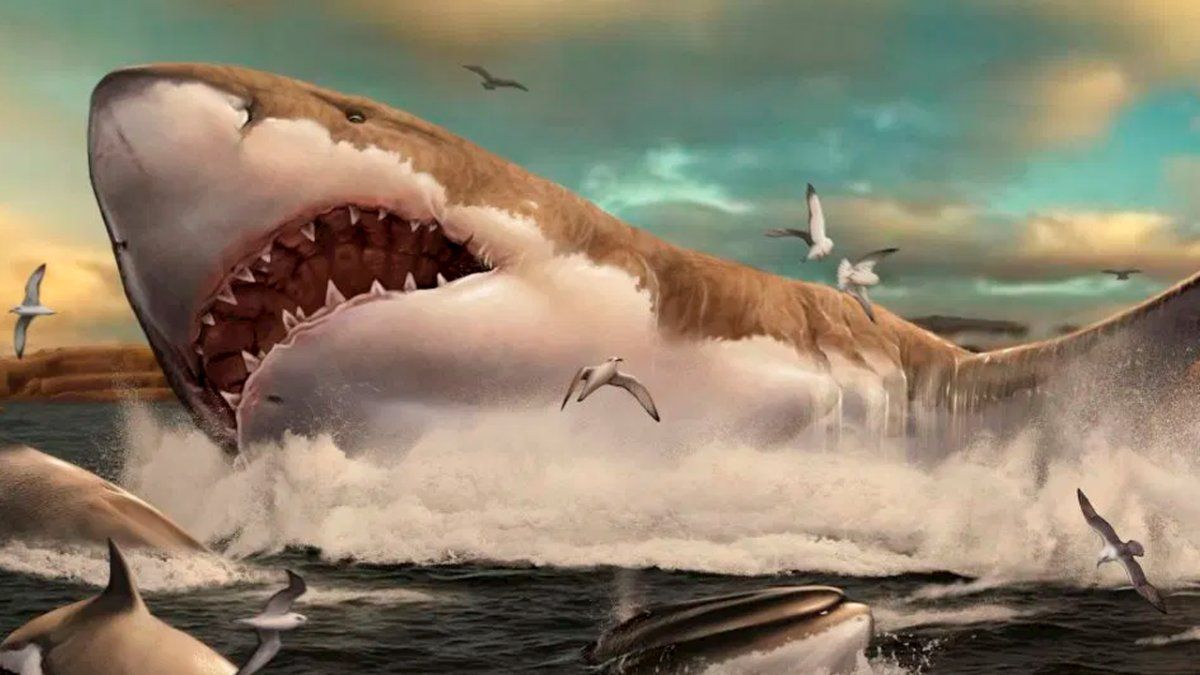 El megalodón fue un tiburón que sin duda debió imponer mucho debido a su gran tamaño. Aunque se han hecho cálculos de las dimensiones del animal prehistórico