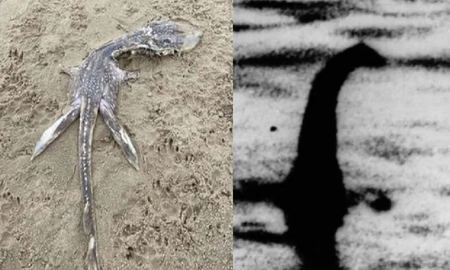 Encuentran un bebé monstruo del Lago Ness y desconcertó a todos: Extraña criatura Encuentran un bebé monstruo del Lago Ness y desconcertó a todos: Extraña criatura