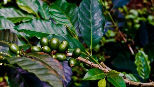 Advierten que por el calentamiento global se reducirá a la mitad el cultivo de café