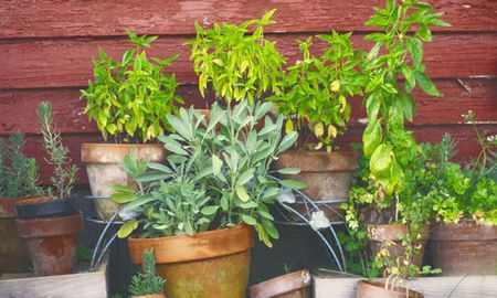 10 plantas medicinales que tenes que tener en tu jardin 10 plantas medicinales que tenes que tener en tu jardin