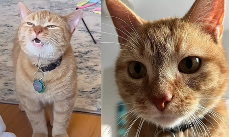 Cala, la gatita viral que cantaba I go meow murió por vejez Cala, la gatita viral que cantaba I go meow murió por vejez
