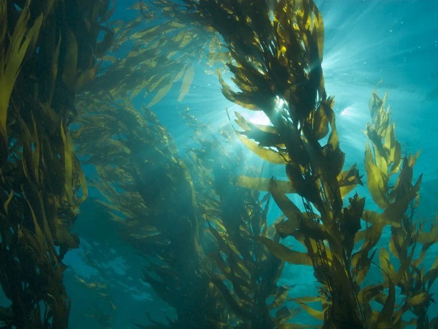 Si bien es cierto que las algas son un producto muy recomendable para la alimentación