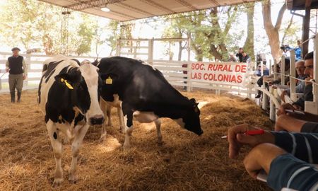 vidriera genetica 2026: esperanza se prepara para su tradicional remate lechero de elite vidriera genetica 2026: esperanza se prepara para su tradicional remate lechero de elite