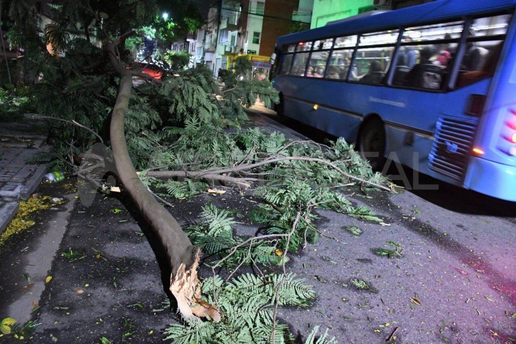 Ramas caídas sobre las calles de la ciudad de Santa Fe. 