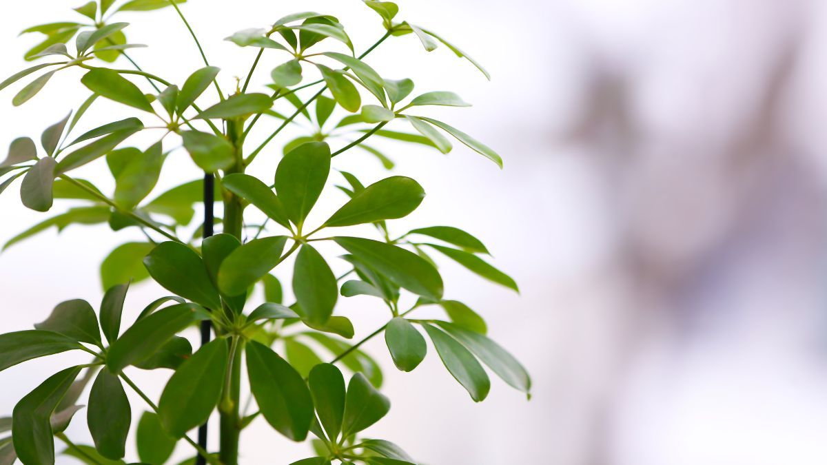 La Schefflera se adapta a espacios luminosos y semisombreados, y no exige demasiados cuidados.