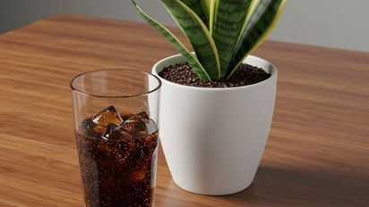 El truco con una gaseosa que hace crecer una planta más rápido