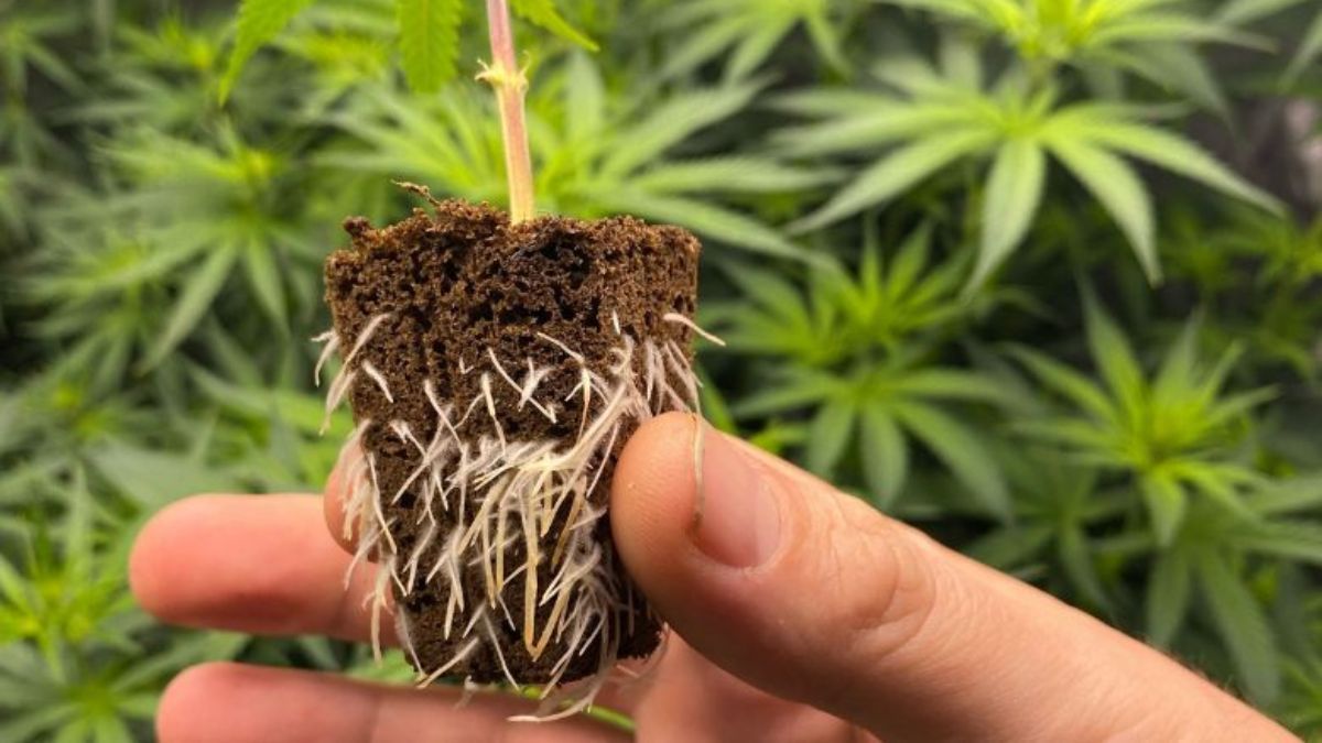 Cómo hacer un enraizante natural en casa en 5 minutos.