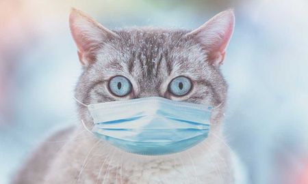 Imagen ilustrativa. Un gato mordió a sus dueños estando infectado con un virus y debieron someterse a un análisis. Imagen ilustrativa. Un gato mordió a sus dueños estando infectado con un virus y debieron someterse a un análisis.