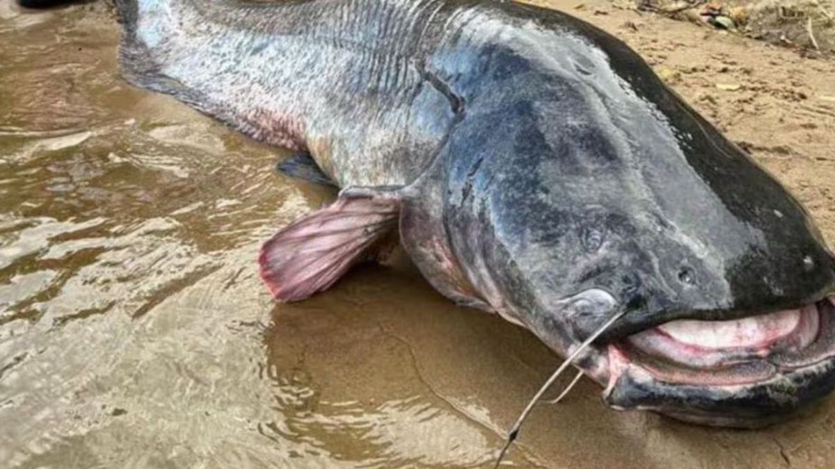 Capturaron un pez de casi 3 metros en Polonia y rompieron un récord mundial.