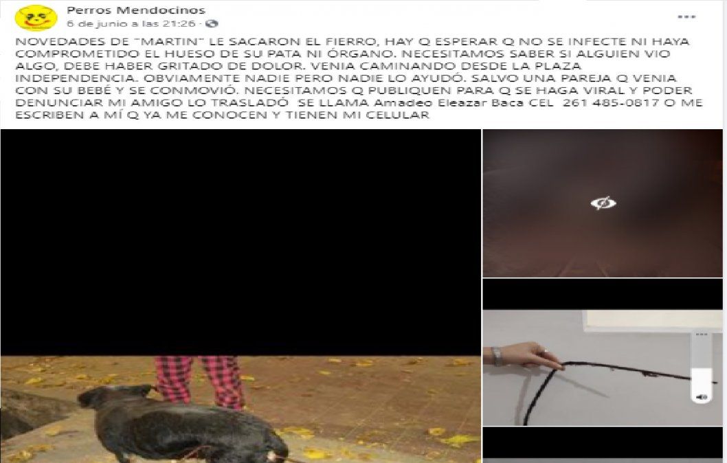 la organización Perros Mendocinos busca a los atacantes del perro para poder hacer una denuncia ante la Justicia.