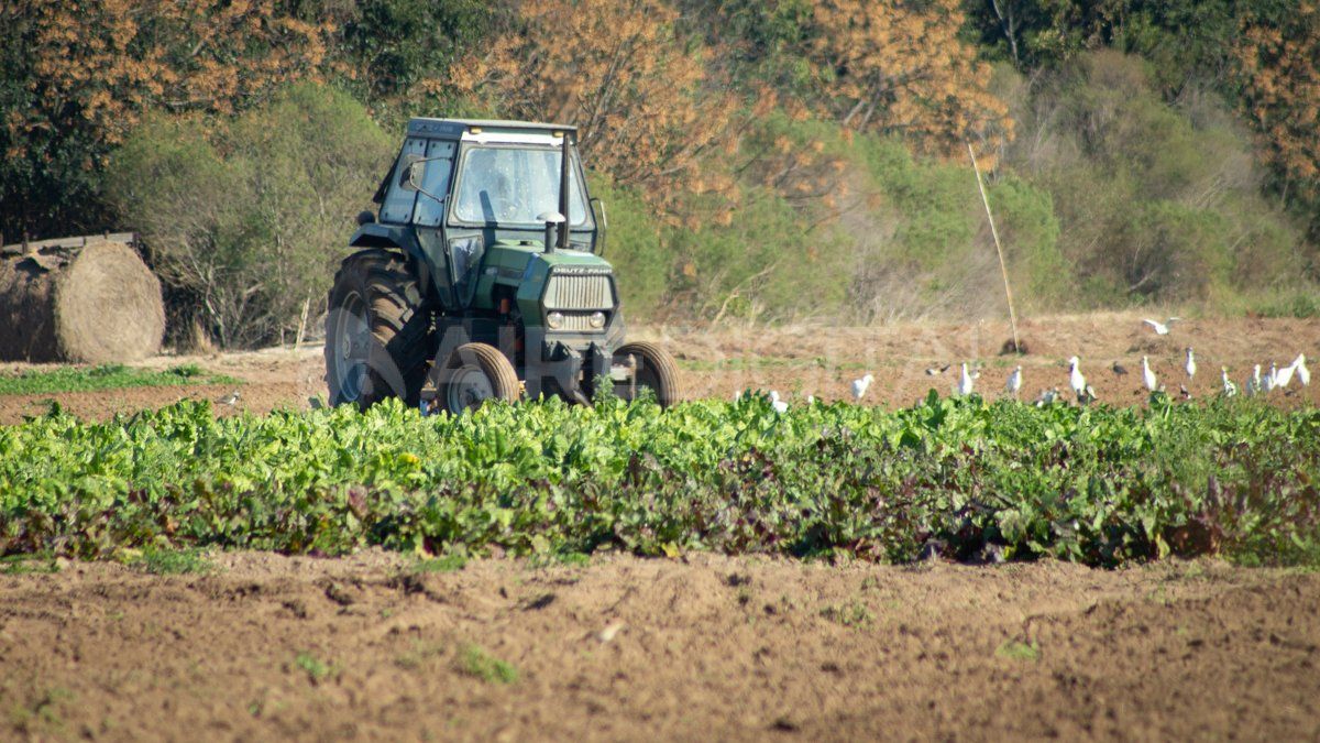 Afirman que hay una leve recuperación de la confianza de los productores en el país.
