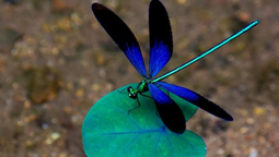 altText(Qué significa ver una libélula)}