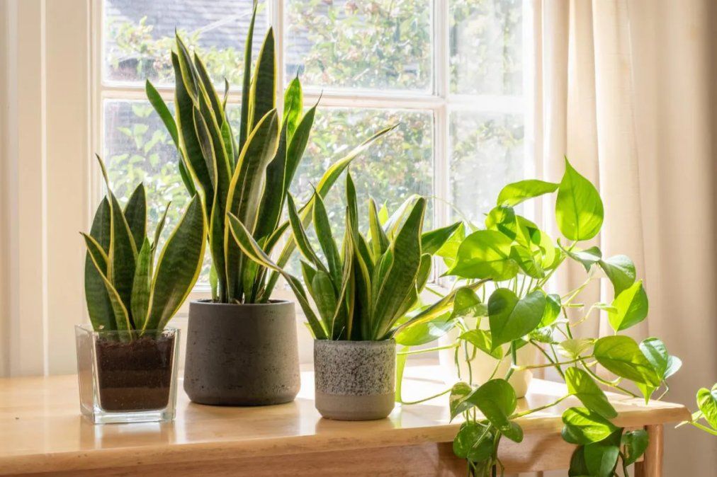 3 plantas que hacen vibrar tu hogar de forma positiva