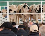 Miretti mencionó que en Argentina hay muchas terneras genómicas que cuentan con alto TPI (Índice de Performance Total) y podrían aportar mayor productividad rápidamente. Miretti mencionó que en Argentina hay muchas terneras genómicas que cuentan con alto TPI (Índice de Performance Total) y podrían aportar mayor productividad rápidamente.