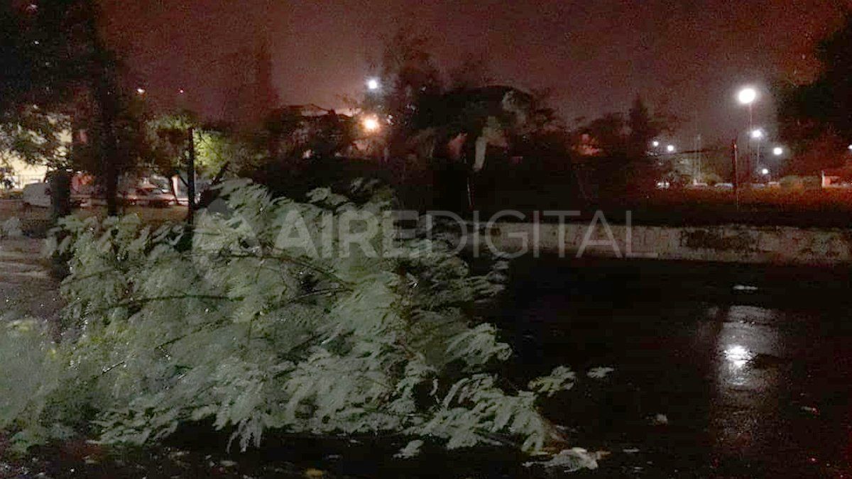Árbol añejo caído sobre las rejas del edificio de Aguas Santafesinas en Alberdi e Ituzaingó, frente al Colegio La Salle. 