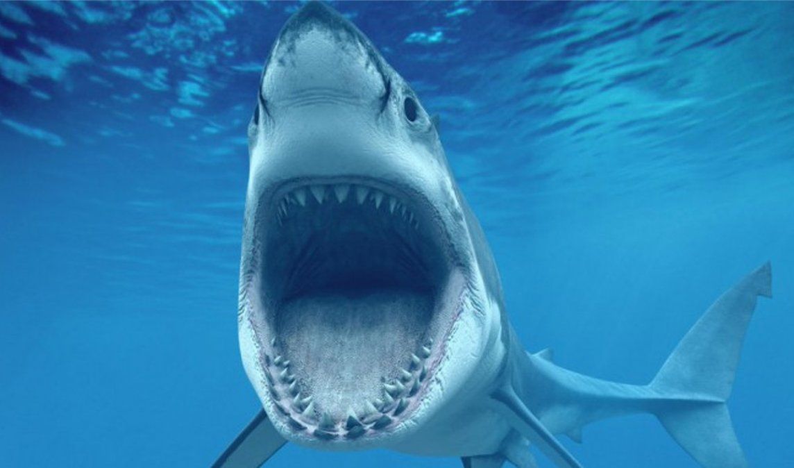 VIDEO: Un tiburón blanco lucha por devorar a un pez gigante a pocos metros de una embarcación