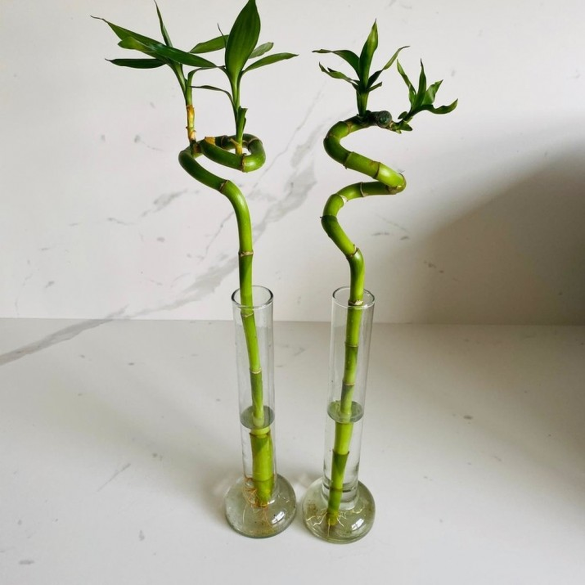 Asegúrate de cambiar el agua cada 10 o 15 días, si el agua se empieza a poner en mal estado, enfermará a la planta.