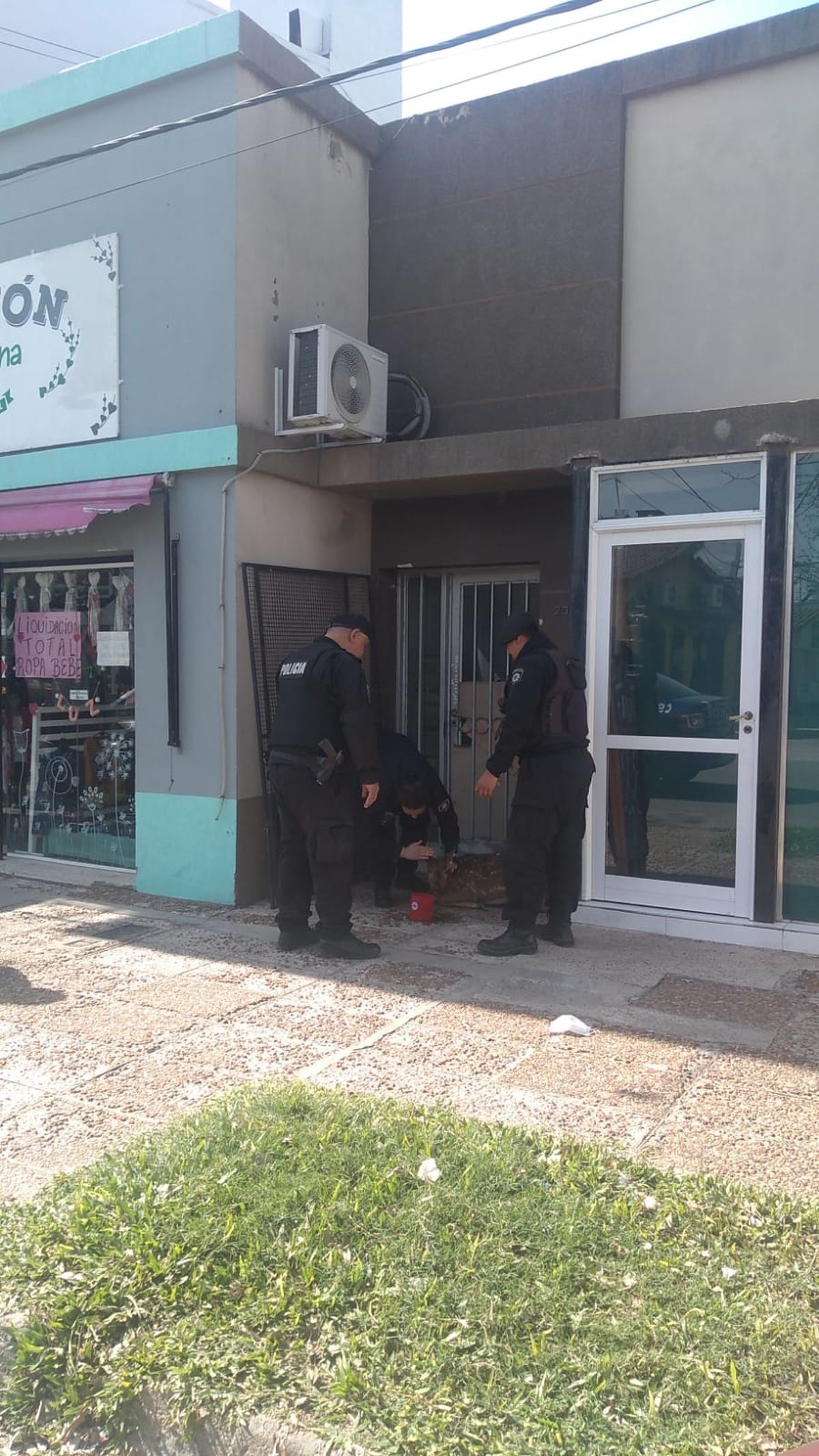 Atraparon un ciervo axis suelto en Santo Tomé.