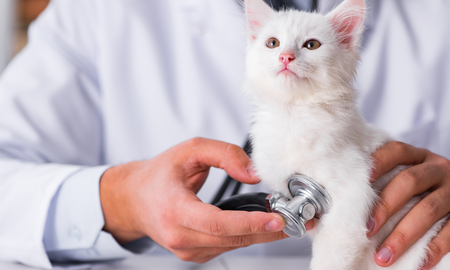 5 señales de una enfermedad cardíaca en gatos 5 señales de una enfermedad cardíaca en gatos