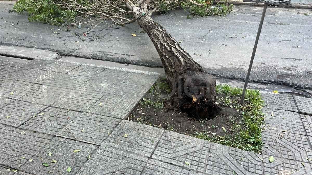 El árbol caído en la ciudad de Santa Fe tras el temporal que se dio en la noche del jueves. El árbol caído en la ciudad de Santa Fe tras el temporal que se dio en la noche del jueves.