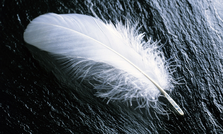 Qué significa encontrar una pluma blanca Qué significa encontrar una pluma blanca