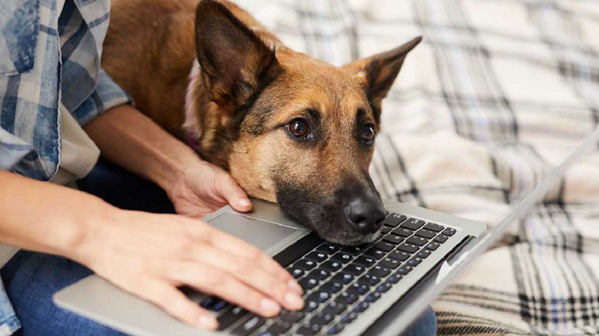 Cuando tu perro te sigue de repente a todas partes, esto puede ser también un signo de aburrimiento o ansiedad.