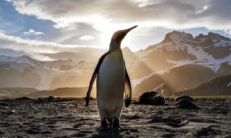 video viral: los pingüinos se aduenan de las calles vacias en sudafrica video viral: los pingüinos se aduenan de las calles vacias en sudafrica