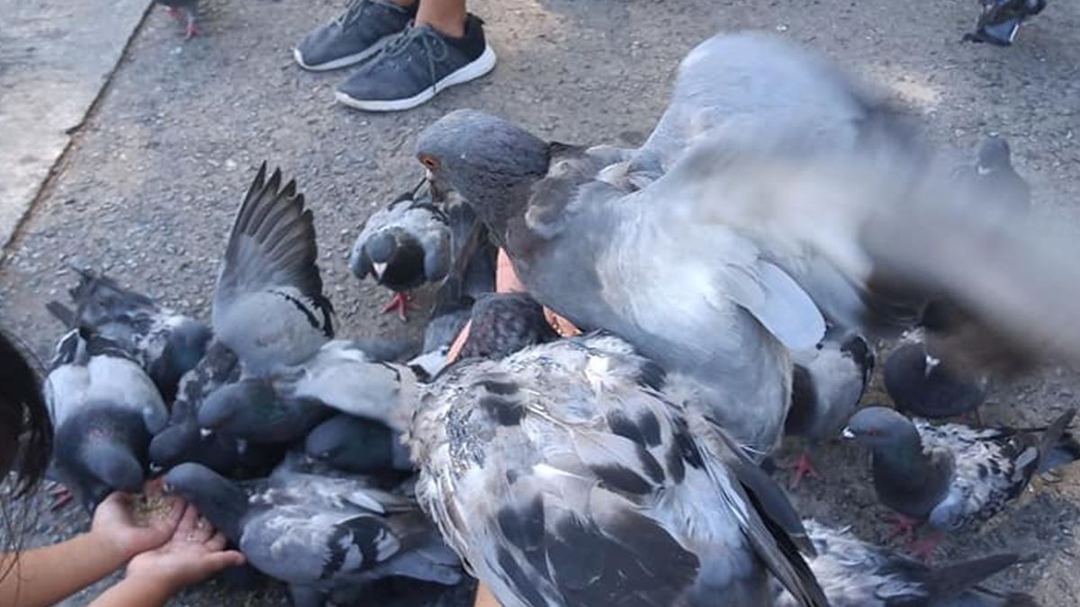 Mientras desde el municipio busca avanzar con la iniciativa de remodelar El Palomar, desde la Asociación contra el Maltrato Animal (Acma) alertan sobre el “estado de abandono” que tiene el espacio.