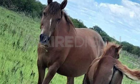 Rosita y Nicky: la yegua y el potrillo que le robaron a Sergio Pereyra Rosita y Nicky: la yegua y el potrillo que le robaron a Sergio Pereyra