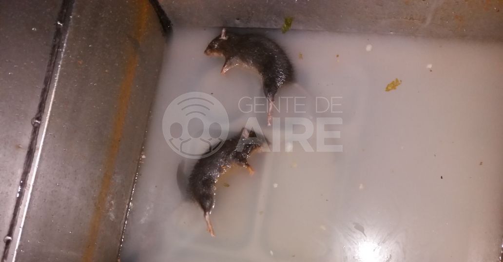 Filmaron ratas en la cocina del Instituto de Educación Policial