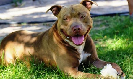 Aire de Santa Fe | Pitbull abandonado en el tren.jpg