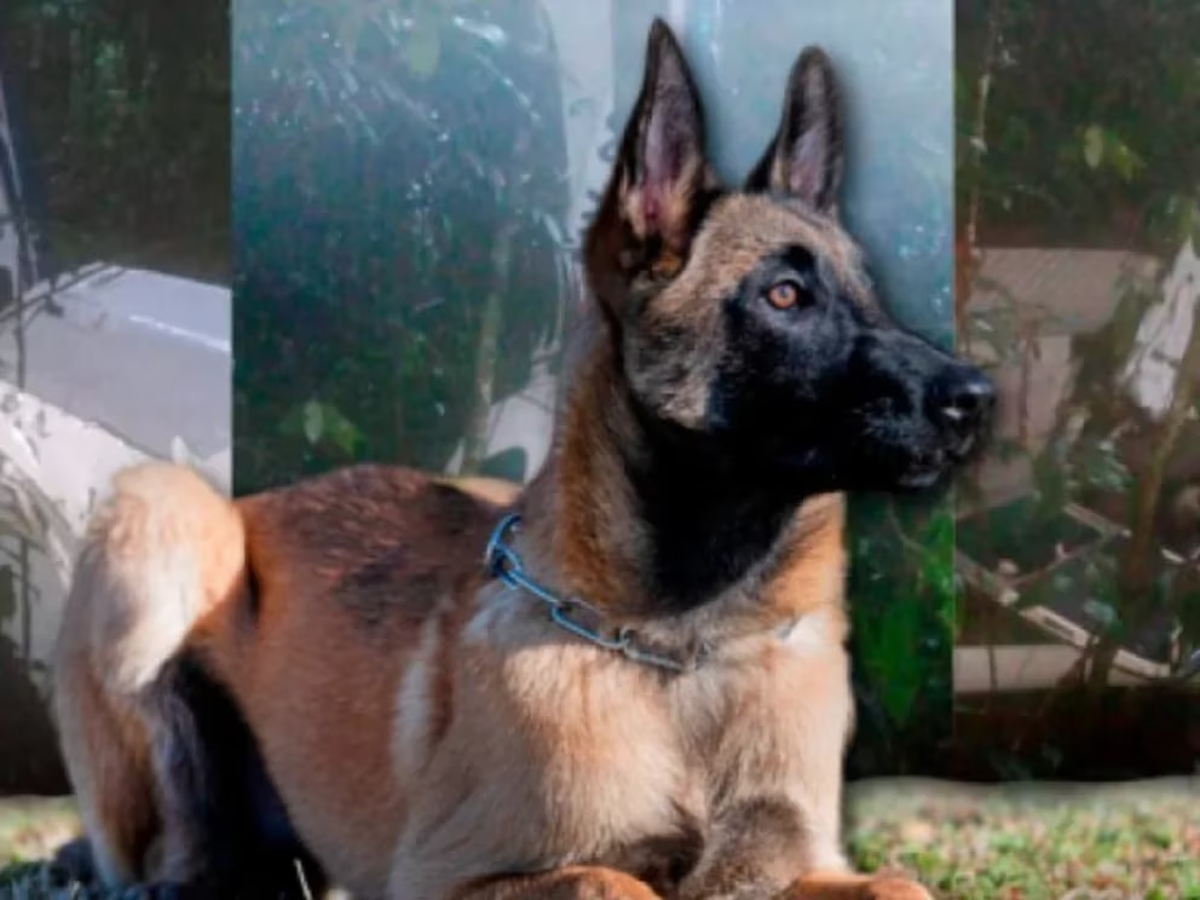 Wilson, el perro que ayudó en el rescate de los cuatro niños en el Guaviare. @Julianaramirez6/Twitter Wilson, el perro que ayudó en el rescate de los cuatro niños en el Guaviare. @Julianaramirez6/Twitter