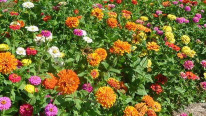 Las 2 plantas que tenés que plantar en noviembre para tener flores de colores en verano