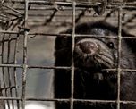 coronavirus: detectan los primeros casos conocidos de contagio de animales a humanos
