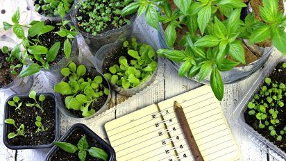 Cómo aprovechar la combinación de plantas en la huerta