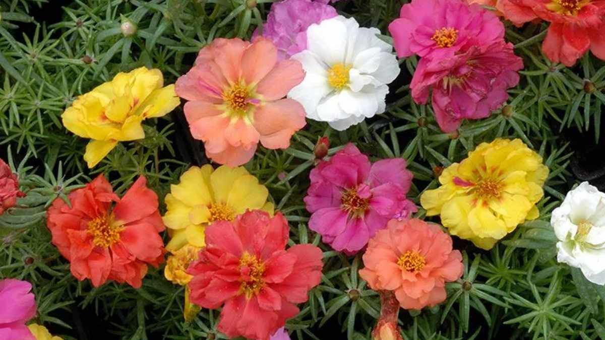 Sus flores se abren cada mañana y aportan color en balcones y terrazas pequeñas.