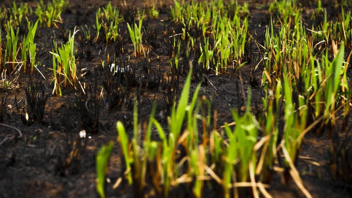 Se plantea reforestar las áreas afectadas por los incendios que ocurrieron hace pocos meses