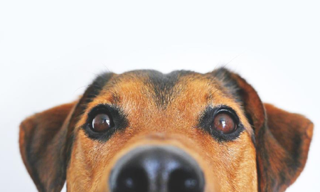 senales que permiten identificar si tu perro esta en calma senales que permiten identificar si tu perro esta en calma
