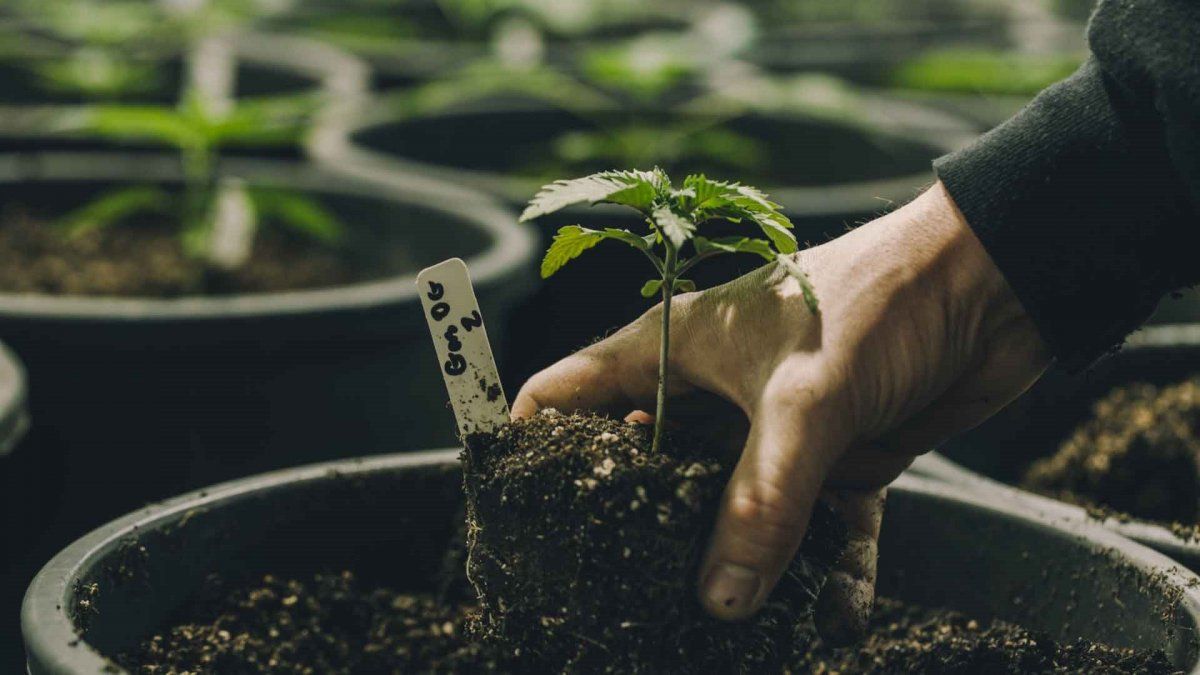 Cómo Trasplantar Una Planta De Un Lugar A Otro Sin Dañarla